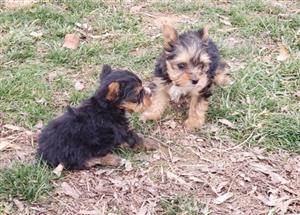 charming yorkshire terrier pups for sale