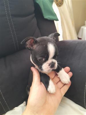Boston Terrier puppies for sale. 