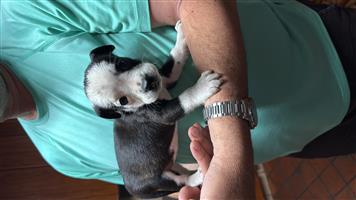 English Bulldog x Border Collie pups for sale