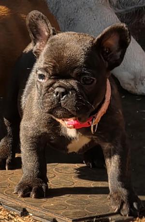 Gorgeous French bulldog puppies available