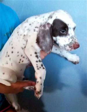 Dalmatian puppy
