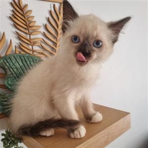 Snowshoe Ragdoll male and female kittens