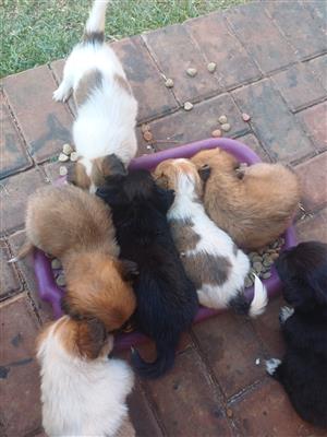 Peek A Jack puppies