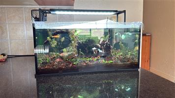 Aquarium for sale aquascape