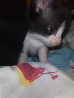Baby cats up for sale 