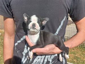 Boston terriers pups. Vet checked and inoculated.  8weeks old. Very playfull and
