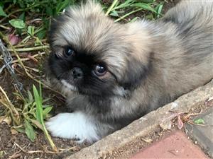 Pekingese puppies (Male) for sale