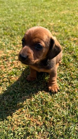 Dachshund Puppies 