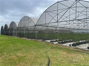 Going Concern Tunnel farm for sale on KZN North Coast