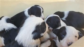 Border Collie Puppies for sale.
