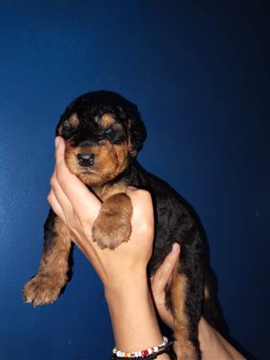 Airedale terrier puppies for sale