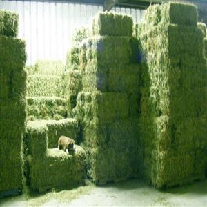 Lucerne Hay 25kg bales