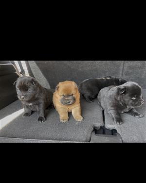 Purebred Chow Chow pups