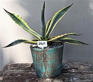 Variegated Agave in a cement planter pot. Bloubergsands