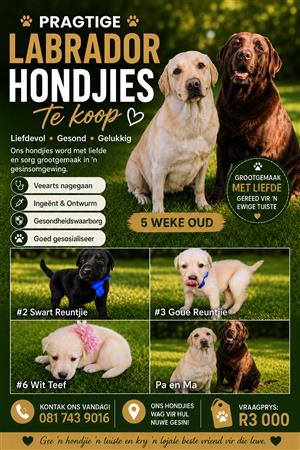 Labrador Hondjies te Koop