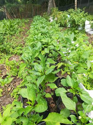 Green pepper plants for sale  Pinetown
