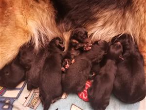 German Shepherd Dogs For Sale In Dogs And Puppies In Kempton Park Junk Mail