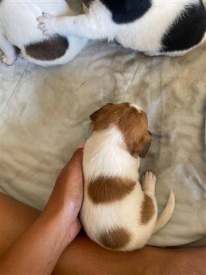 Jack russell puppies