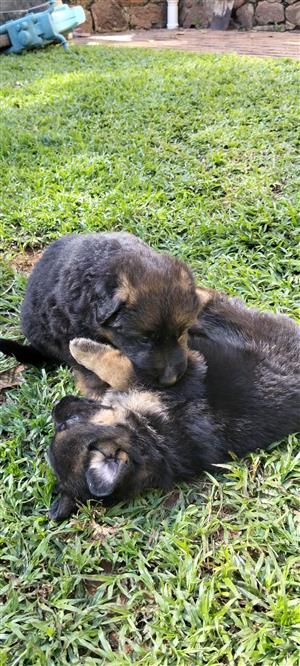 German Shephard Puppies for sale in Pretoria