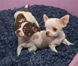 Chihuahua puppies