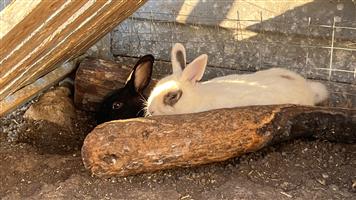 ADORABLE BABY RABBITS LOOKING FOR LOVING HOMES 