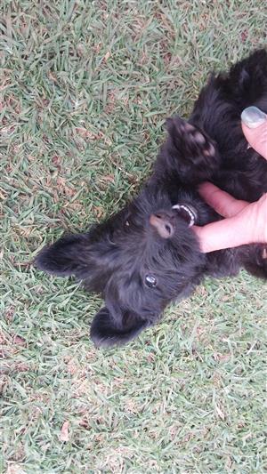 Scottish Terrier puppies 