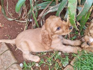 Cocker Spaniel puppies for sale 