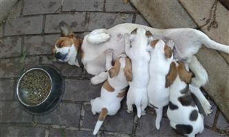 Jack Russell puppies for sale 