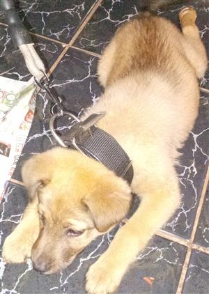 German Shepherd puppy 