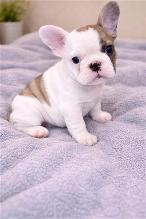 Beautiful French bulldog puppies available