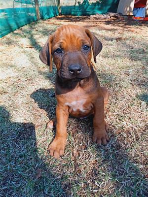 Very beautiful ridgeback puppies