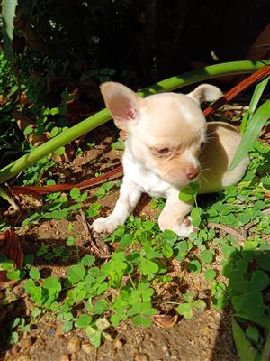 Female Chihuahua 