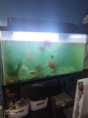Fish tanks