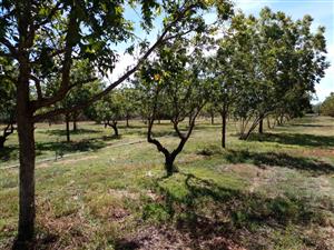 Vacant Land Residential For Sale in Orania