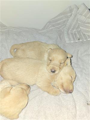 Wheaten Scottish Terriers For Sale