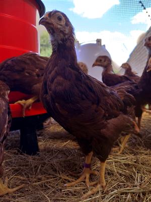 8 week old Purebred Rhode Island Red Layers
