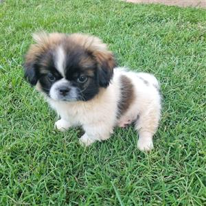 Gorgeous Shih Tzu male available 