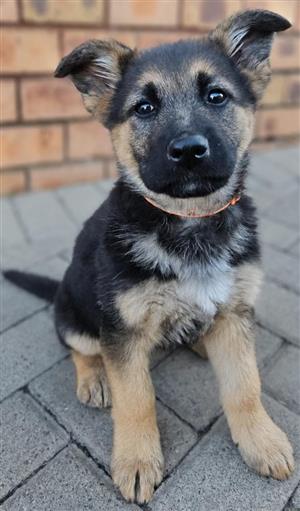 FEMALE GERMAN SHEPHERD PUPPY IN SECUNDA, MPUMALANGA