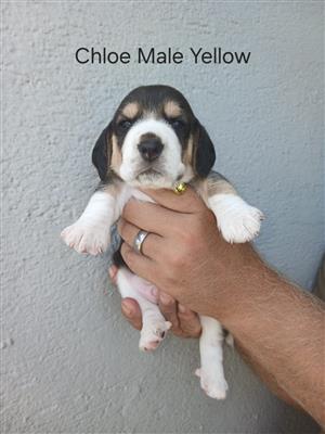 Pure Bred Tri Colour Beagles