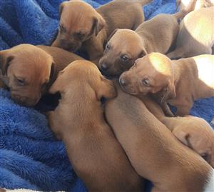 Red Tan Dachshund puppies for sale