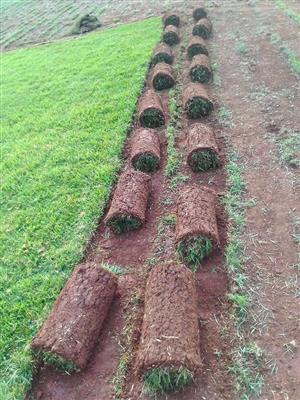 Instant lawn for sale