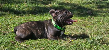 Stunning French bulldog male puppy available