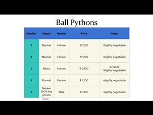 Ball Pythons for sale