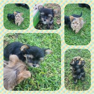 Yorkie Puppies For Sale 