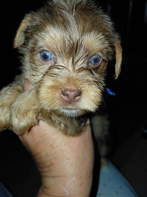 Yorkie choc merle boy
