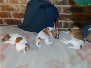 SHORTLEGGED PUREBRED JACK RUSSELL MALE PUPPIES