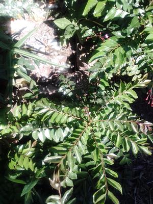 Fresh Curry leave trees