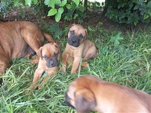 Beautiful,pure bred Bullmastiff puppies for sale