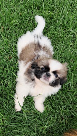 Gorgeous Pekingese puppies