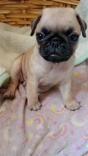 Pug puppy 